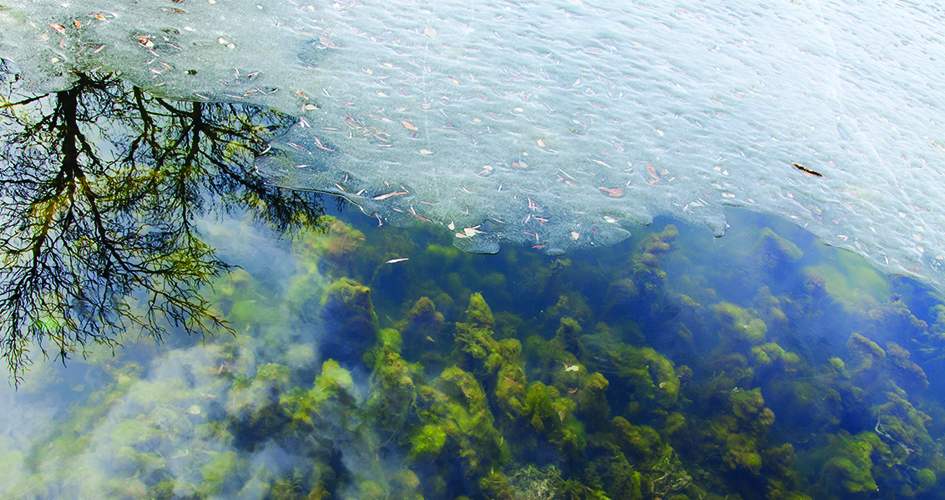 Weeds under Pond Ice